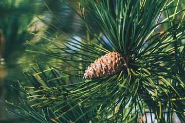 Pine cone on tree branch