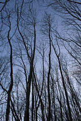 Obraz premium View from below of bare tree branches, which stand out in the blue sky in winter.