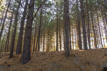 Pine woodland 