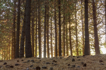 Pine woodland in Patagonia