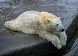 Obraz na płótnie Canvas Arctic bear. Latin name - Talarctos maritimus
