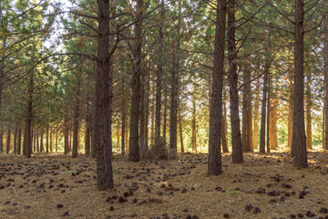 Pine woodland in Patagonia
