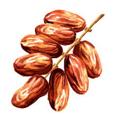 Date fruits. Watercolor hand drawn illustration, isolated on white background
