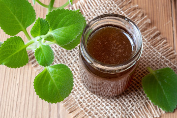 Silver spurflower syrup with fresh Plectranthus argentatus plant