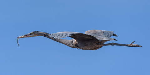 Great Blue Heron In Flight With Nesting Material