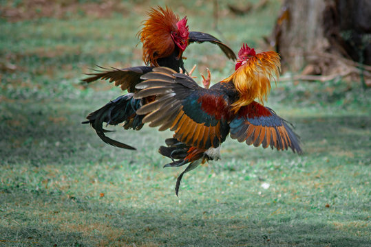 Rooster Fight