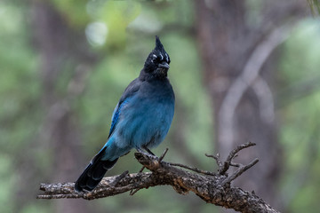 Stellers Jay 01