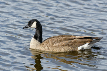 Obraz premium American Waterfowl. Canada Goose in a Lake
