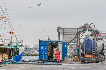 Loading the fresh caught fishes directly from the fishing vessel for transport on the quayside in the port