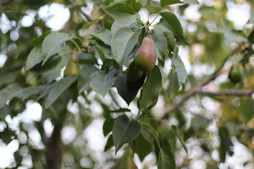 pear on branch