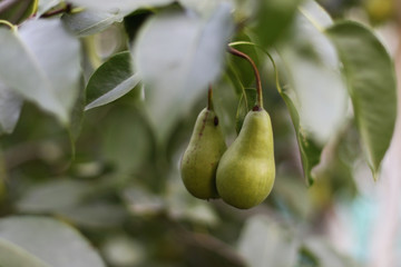 pears on tree