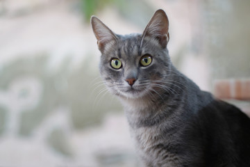 Obraz premium portrait of a cat with green eyes on background