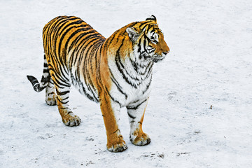 Fototapeta premium Tygrys na śniegu w słoneczny zimowy dzień.