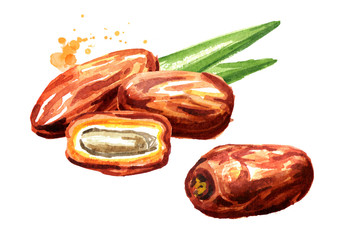 Dried date fruits. Watercolor hand drawn illustration, isolated on white background