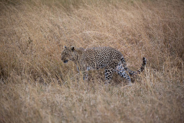 Leopard (Panthera pardus)
