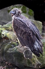 Cinereous vulture also known as the black vulture, monk vulture, or Eurasian black vulture. Latin name - Aegypius monachus