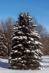 Spruce Tree in Winter