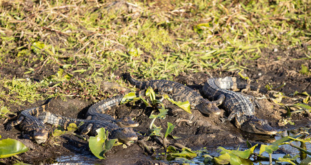 American alligators