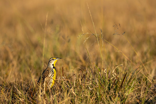 Eastern meadowlark hiding in the grass - Sturnella magna