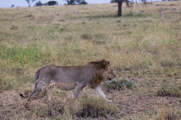 Löwe (Panthera leo)