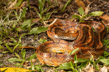 Coiled corn snake - Pantherophis guttatus