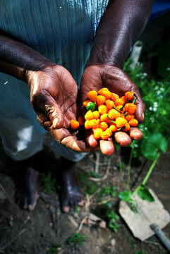 Yellow chili on hand. Region of the Quilombola Community photographed in Presidente Kennedy, Esp&iacute;&shy;rito Santo - Southeast of Brazil. 