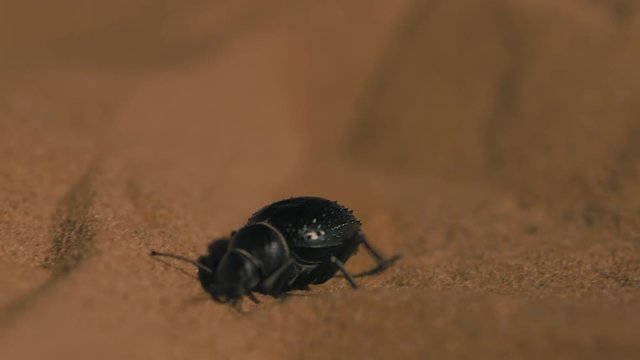 Scarab beetle in the sand of the Sahara desert