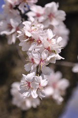 white and pink flowers on a tree