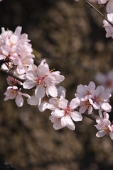 white and pink flowers on a tree 
