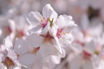 Fototapeta na wymiar white and pink flowers on a tree 
