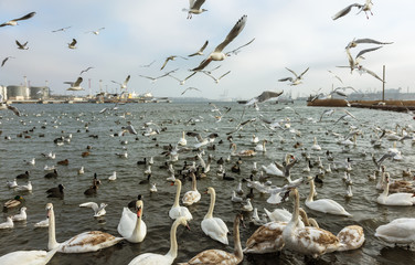 Many wild ducks and swans in the cold winter water of the bay ask people for food. Hungry wild gulls and swans compete for food in the winter in open water. Seabirds winter in the open sea bay