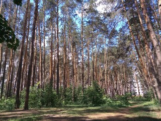 Fototapeta premium Pine park in the city