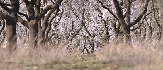 an avenue of trees in blossom 