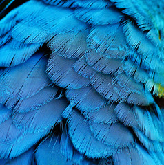 Blue parrot bird feather macaw ara pattern texture close-up
