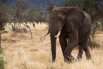 Obraz premium Elefant - Loxodonta africana
