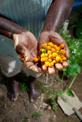 Presidente Kennedy Quilombola Community