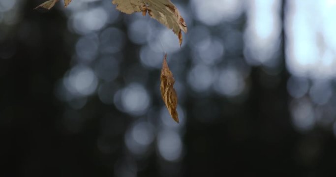 The last yellow leaf in the autumn forest on a background of trees with bokeh effect