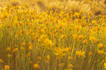 golden light over wildflowers in patagonia
