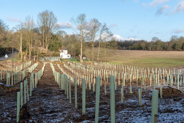 Micheldever, Winchester, Hampshire, England UK. January 2019. Felled trees and newly planted...