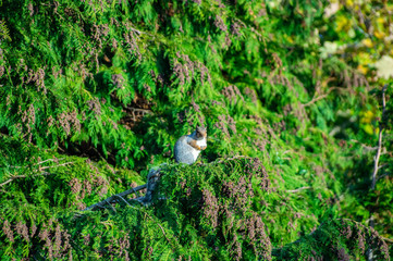 Close up of grey squirrel in green fern tree