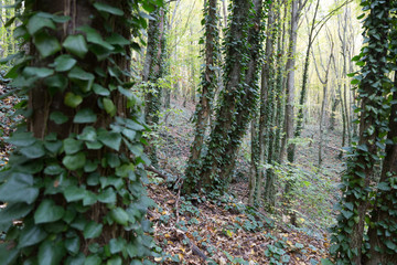 Ivy on tree trunks in a autumn mountain forest.