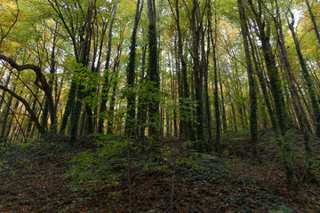 Obraz premium Trees with ivy on the trunks in the forest on the mountainside.