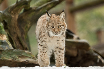 Naklejka na ściany i meble A young lynx is attentively in the forest