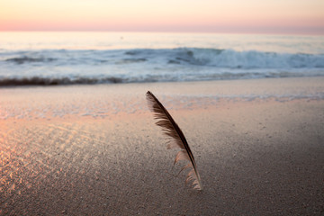 Bird feather buried in the sand of the beach, during a colorful sunset, blurred sea on background