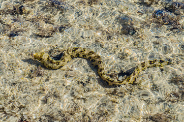 Moray eel under water in shallow sea coral reef, hunts and swims on a Sunny day