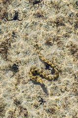 Moray eel under water in shallow sea coral reef, hunts and swims on a Sunny day