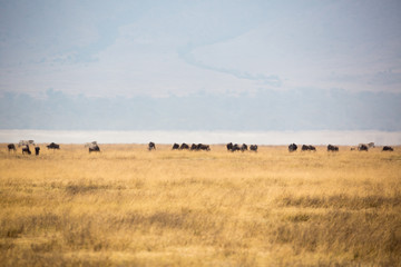 Ngorongorokrater – Nationalpark - Tansania