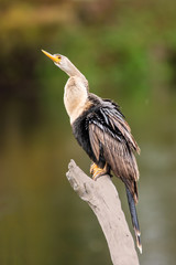 Female  anhinga ( ANHINGA anhinga) on tree stump 