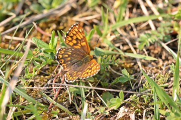 Schlüsselblumen-Würfelfalter (Hamearis lucina)