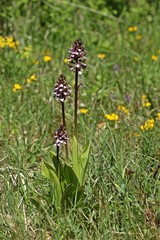 Purpur-Knabenkraut (Orchis purpurea) 